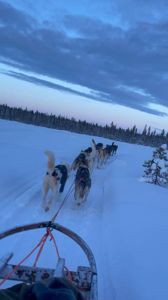 istock Dog sled in Kiruna 1951348554