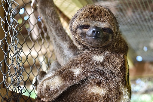 A sloth in an Iquitos, Peru, refuge is seen in an enclosure. The thick, slightly matted fur suggests a wild animal. Sunlight filters through, creating a warm ambiance in the protected environment.