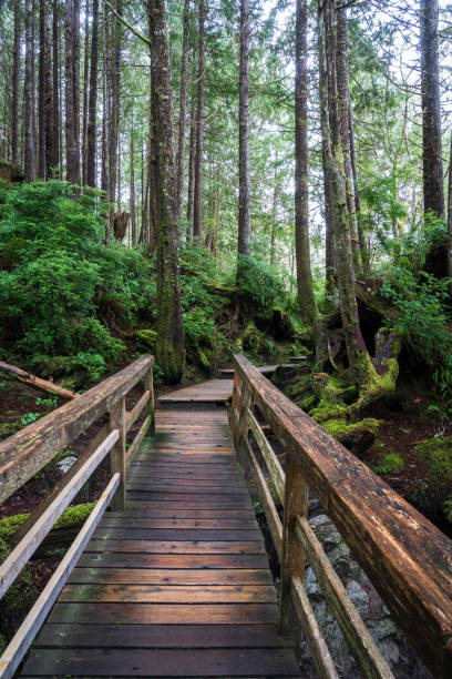 istock Tofino Tonquin Beach Trail 1951361857
