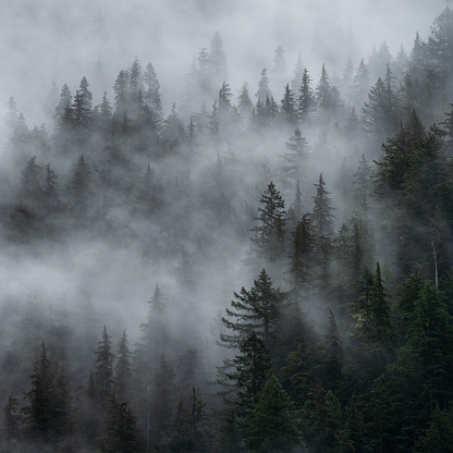 Fog and rain in the mountains near Port Renfrew, BC.