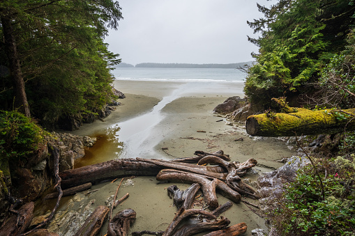 The trail through the forest to Tonquin Beach in Tofino, BC on the west coast of Vancouver Island.