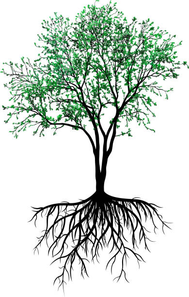 Explore 148,524+ Free Tree Transparent Background Illustrations ...