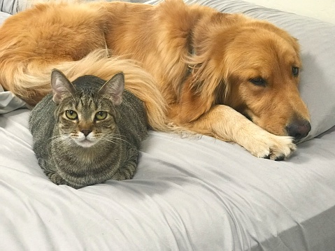 Striped tabby cat with green eyes and golden retriever dog laying together on bed with gray sheets