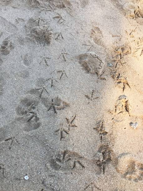 istock Chicken and dog footprints in sand 1951378314