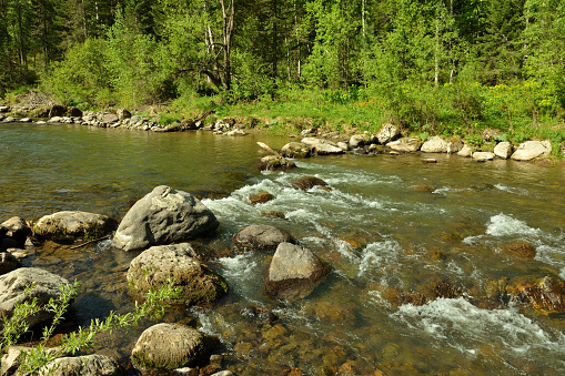 Large stones across the bed of a small fast-moving river flowing from the mountains through a dense forest on a sunny summer day. Iogach river, Altai, Siberia, Russia.