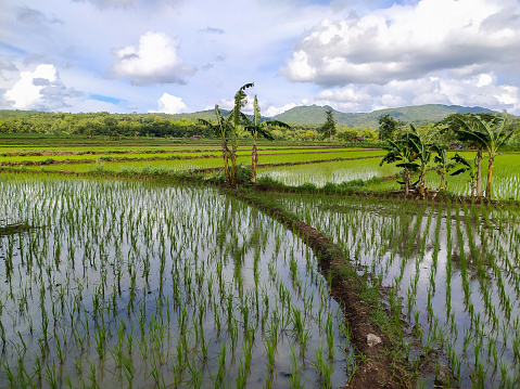 Beautiful natural view in rice field area during the day with white cloudy skies,location in Wonogiri,Indonesia.