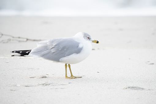 Seagull on the beach at dawn.