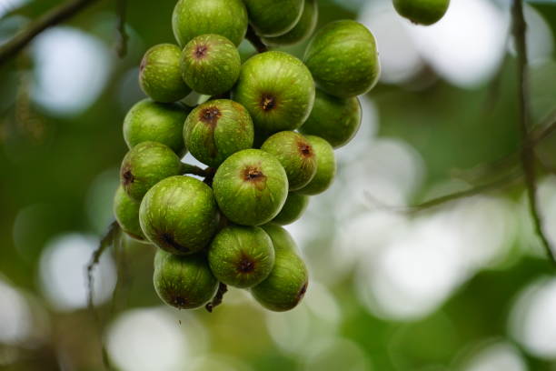 200+ Free Ficus Racemosa & Fig Images - Pixabay