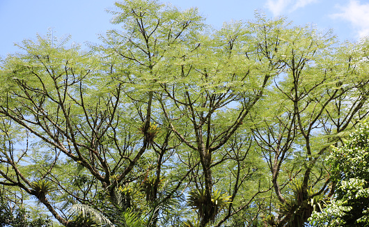 Canopy of the Guapuruvu tree, a fast-growing tree from the Brazilian Atlantic forest