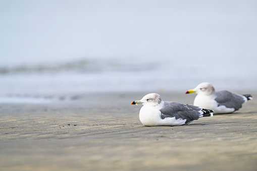 Black-tailed gull resting