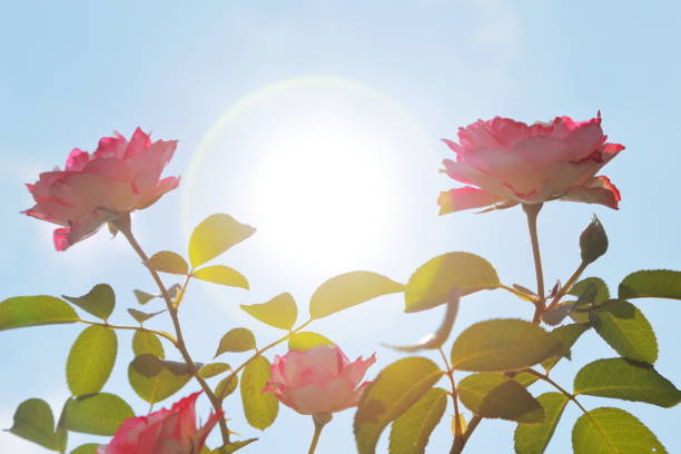 sun flare on the middle rose flower in garden