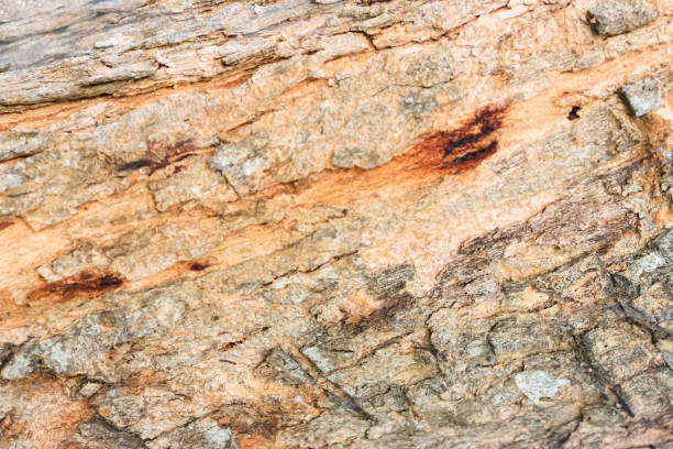 istock the structure of tree bark close up for background. Wood background. 1951513842