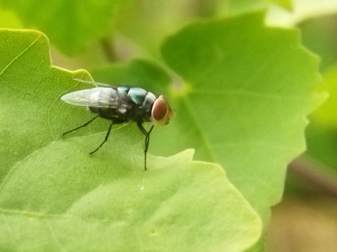 A garden fly is resting on a leaf. Housefly. Musca vetustissima. Stable fly. Flesh fly.