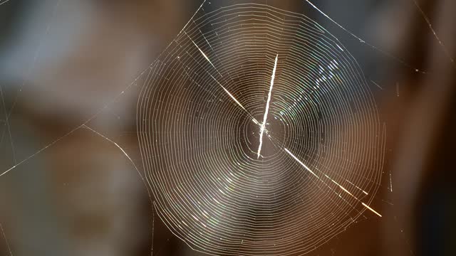 Spider web is moving by wind in the morning