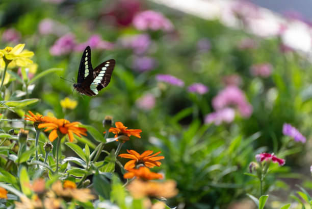 istock Graphium sarpedon in a flower field 1951514992