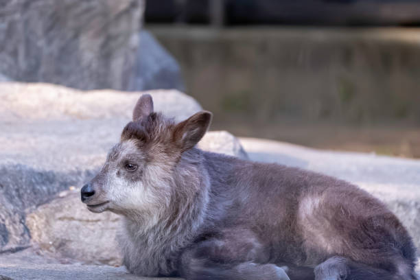 istock Baby Japanese serow sitting 1951532026