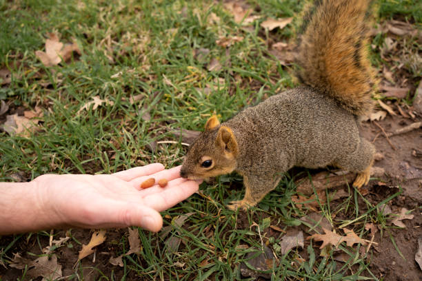 istock Feeding furry friend 1951551383
