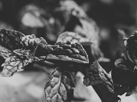 mint leaf macro