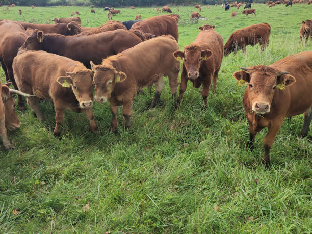 istock A group of cows in the pasture stare 1951560810
