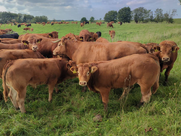 istock A group of cows in the pasture stare 1951560811