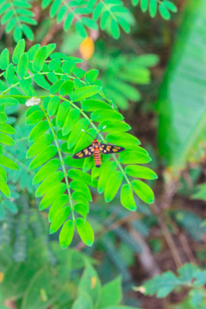 istock Wasp moth, Amata huebneri, Satara, Maharashtra on a plant. 1951583548