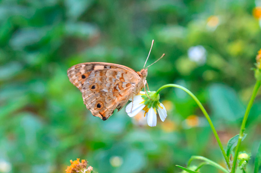 Beautiful colorful butterfly at small leaf in outdoor garden.