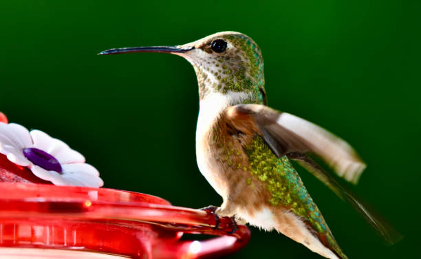 istock Baby Annas hummingbird flapping wings 1951598111