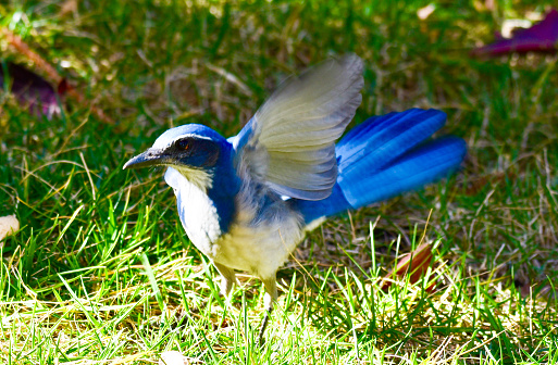 Exquisite bright Blue Jay flapping its wings in grassy backyard