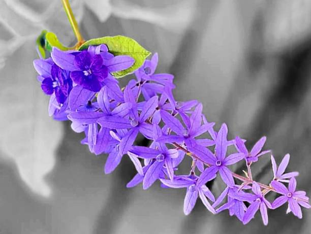 In the picture is a bunch of indigo flowers with green stems, green leaves, and bright purple flowers. One flower has five long, oval purple petals. The petals run from the base to the tip of the stem