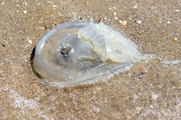 istock Jellyfish on the seashore. Close-up 1951624073