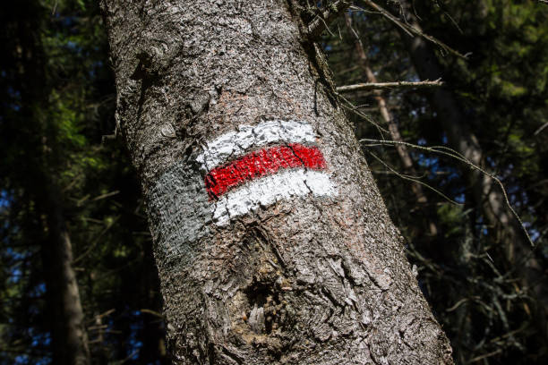 Forest navigating map. Bieszczady National Park in Poland.