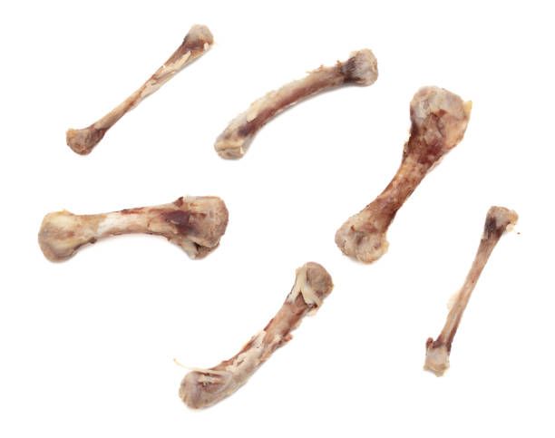 istock Chicken bone isolated on white background. Close-up 1951628870