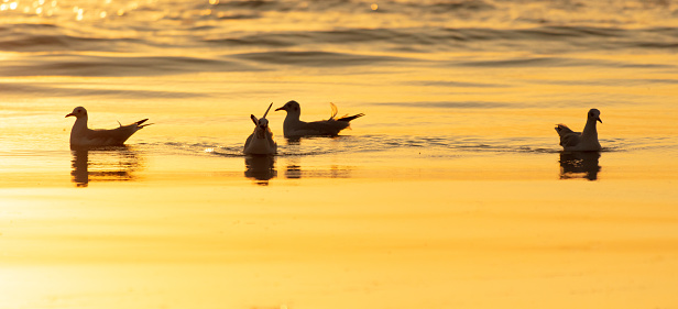 Seagulls swim on the sea at sunset.
