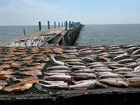 Photograph of sea fish drying in the hot sun on a bridge that juts into the sea.