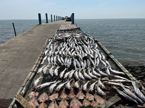 Photograph of sea fish drying in the hot sun on a bridge that juts into the sea.