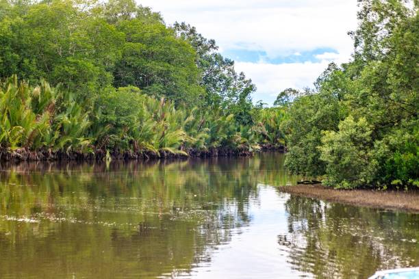 istock Tranquil Waters Amidst Sabah’s Lush Jungle 1951647475