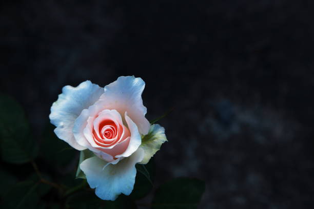 istock a beauty rose flower with black background 1951675050