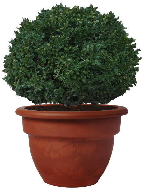 istock outdoor potted plant isolated mockup 1951687013