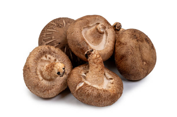 istock Shiitake mushroom on the White background 1951690147