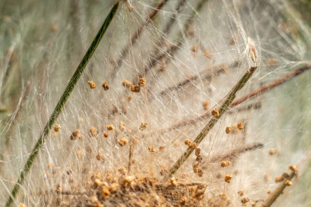 istock Pine Processionary Caterpillars nest close up of a 1951691731
