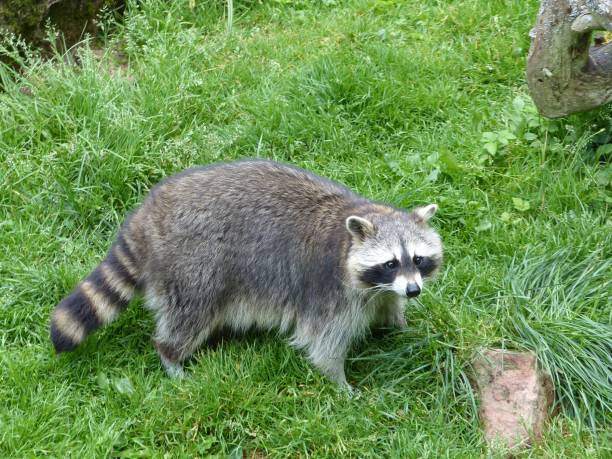istock Raccoon standing on grass 1951708338
