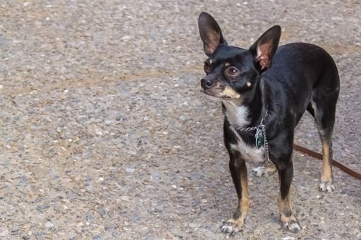 A black Chihuahua, tethered by a leash, standing on asphalt while gazing upward.