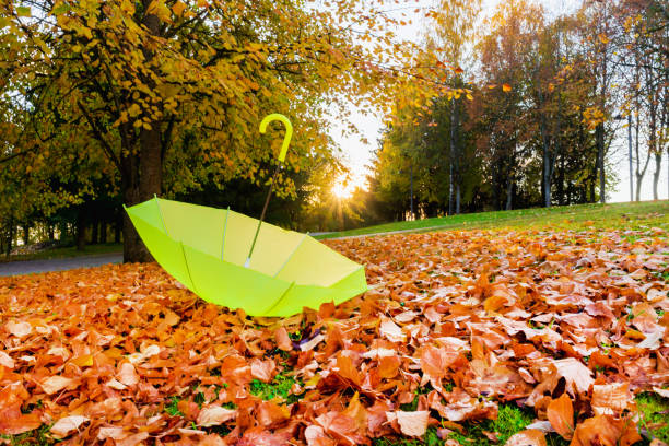 석양 공원에 떨어진 주황색 단풍의 융단과 노란 우산. 햇빛. 황금 가을의 컨셉. 아름 다운가 배경 풍경입니다. - 7646 뉴스 사진 이미지