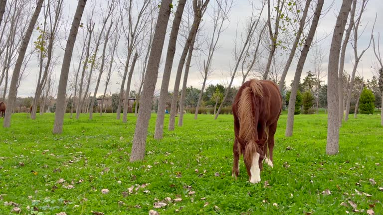 domestic horse grazing in the summer, grazing a horse in a clearing with green grass near the forest 4k stock video