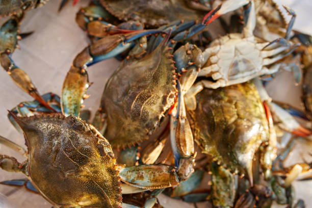istock Fresh green crabs are in a box. Top view 1951744203