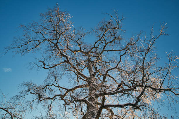Leafless snowy birch tree against blue sky in winter