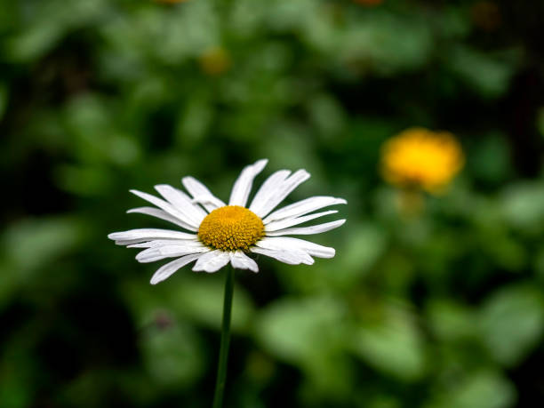 istock chamomile flowers with drops on the petals after rain 1951757984
