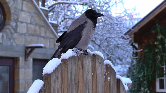 Hooded crow in the snow and ice