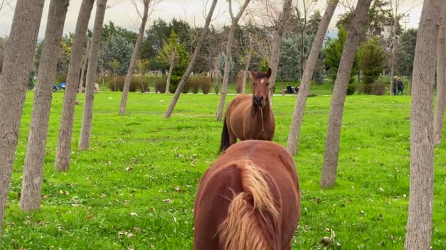 domestic horse grazing in the summer, grazing a horse in a clearing with green grass near the forest 4k stock video