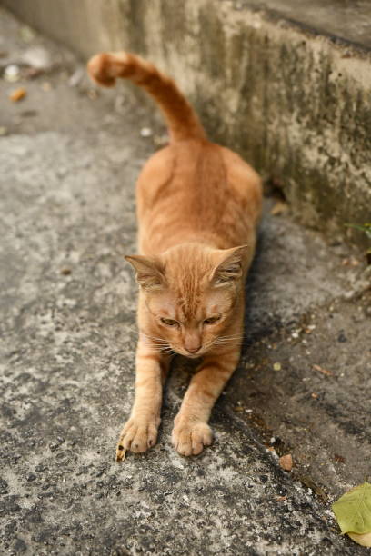 istock Cat lies on the floor 1951782522